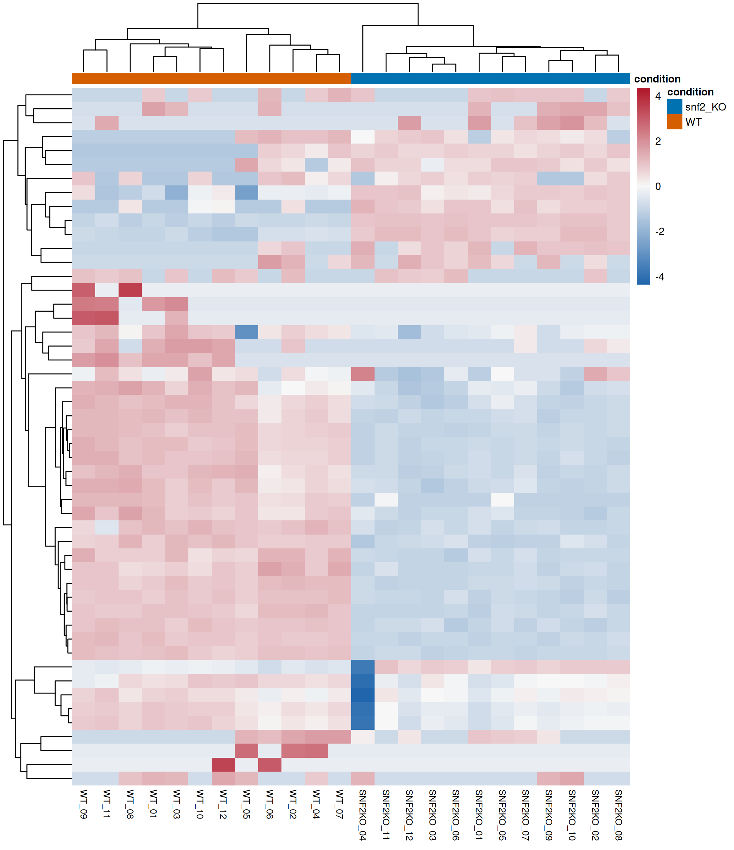 Top DEG heatmap / 差异基因热图
