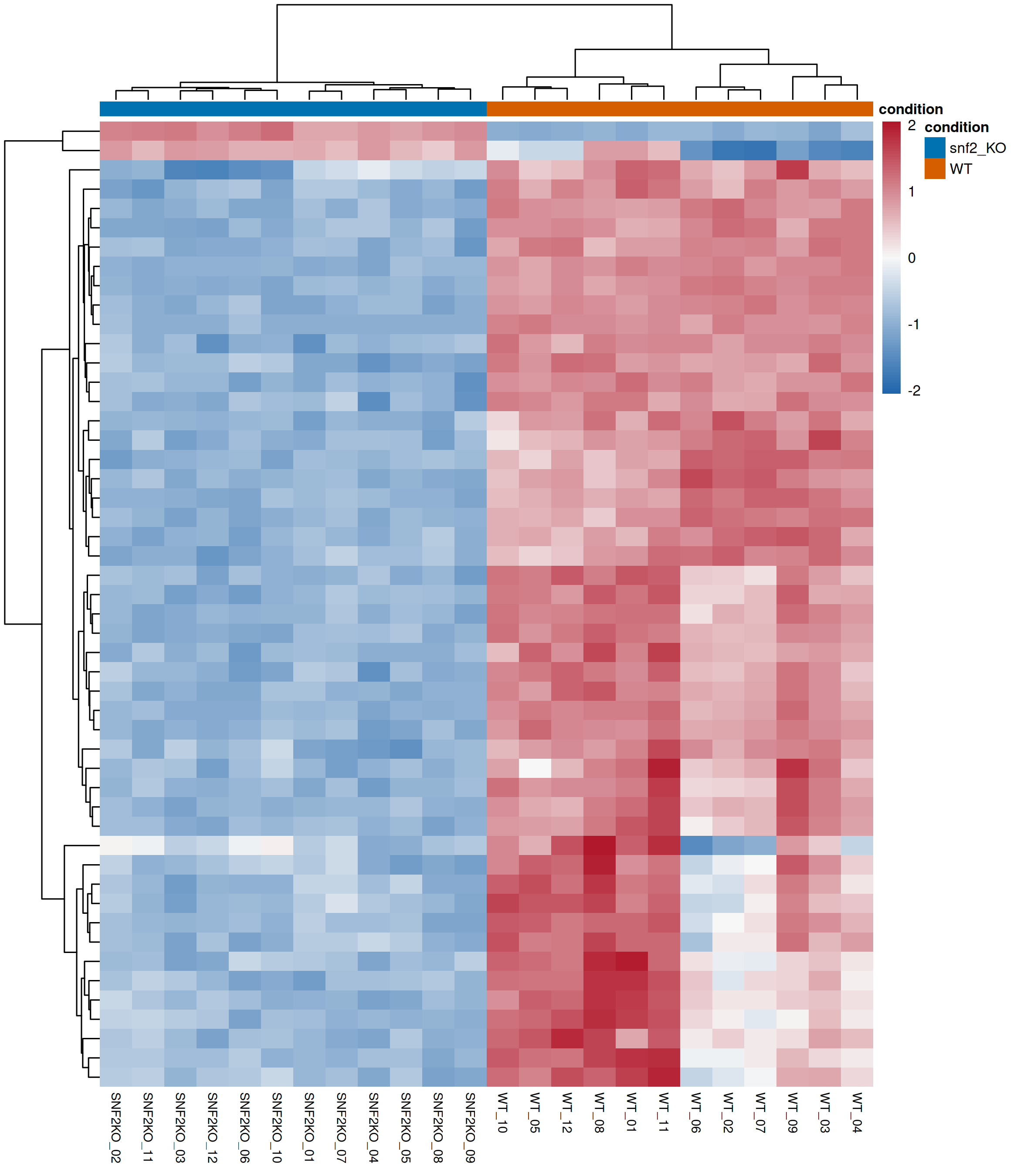 Top DEG heatmap / 差异基因热图